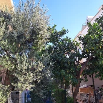 Türk Telekom Personelinin Saygısız Davranışı Ve Kablo Sorunu