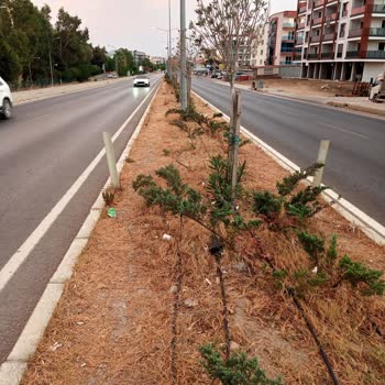Karayolları Genel Müdürlüğü Seferihisar'ın Girişindeki Refüjün Bakımsızlığı Ve Çevre Sorunları
