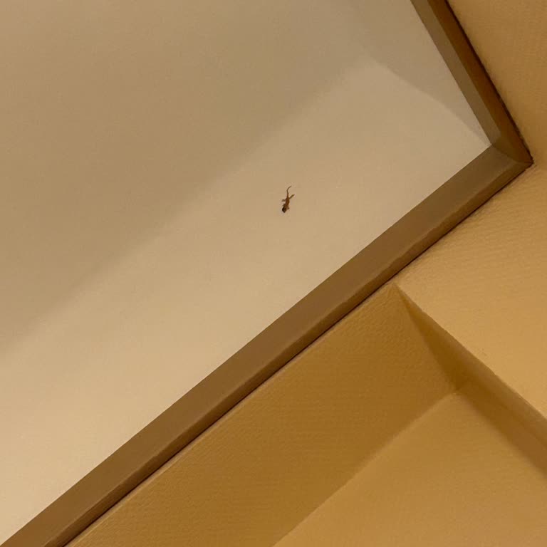 VonResort Hotels Vonresort Golden Beach'te Böcek Sorunu Ve Hayal Kırıklığı