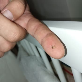 Kocaeli Büyükşehir Belediyesi Sivri Sinek Dumlupınar Mahallesi