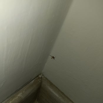 Kocaeli Büyükşehir Belediyesi Sivri Sinek Dumlupınar Mahallesi