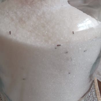 Balküpü Şeker Böcek Şikayet