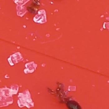 Balküpü Şeker Böcek Şikayet