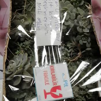 PTT Kargo Canı İsterse Dağıtıma Çıkacak Galiba