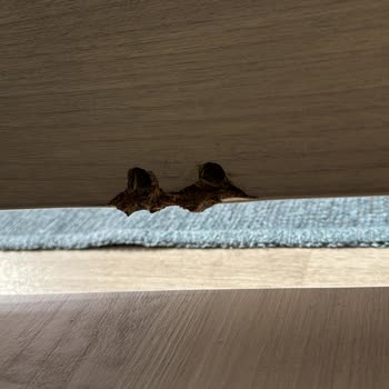 Çilek Mobilya Ürünlerinde Garanti Sorunu Ve Kalite Problemi