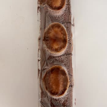 Nutymax Bozuk Ürün Raflarda