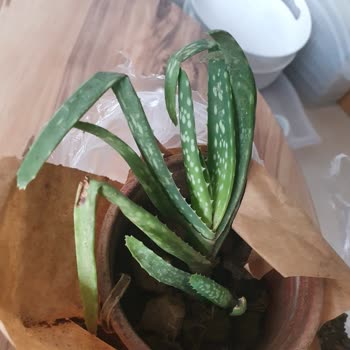 Shopier Bozulmuş Ürün Ve Para İadesi Kabul Edilmiyor