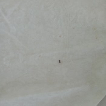 Şok Marketler Tamköy Yufka Böcek Çıktı