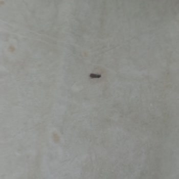 Şok Marketler Tamköy Yufka Böcek Çıktı