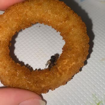 Burger King Menüsünden Sinek Ölüsü Çıktı