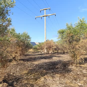 Gdz Elektrik Dağıtım Yıldırım Düşmesi Sonucu Zeytin Ağaçlarım Yandı