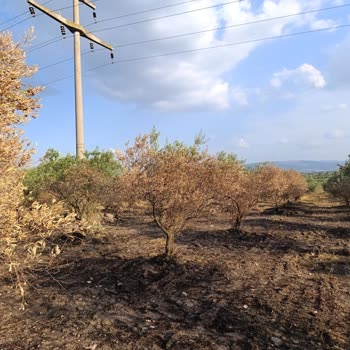 Gdz Elektrik Dağıtım Yıldırım Düşmesi Sonucu Zeytin Ağaçlarım Yandı