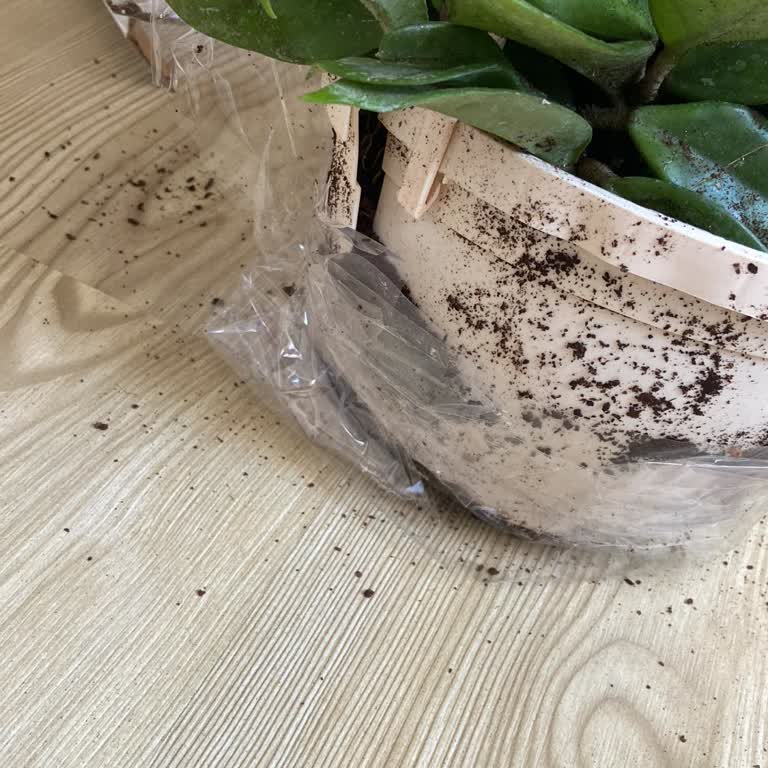 Bitkim.com Kırık Ve Dökülmüş Mum Çiçeği