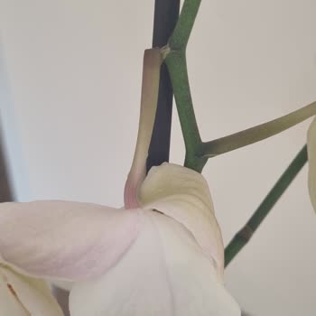 Çiçek Sepeti İlgisizliği. Müşteri Memnuniyeti Sıfır