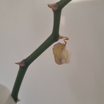 Çiçek Sepeti İlgisizliği. Müşteri Memnuniyeti Sıfır