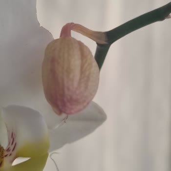 Çiçek Sepeti İlgisizliği. Müşteri Memnuniyeti Sıfır