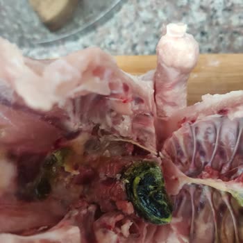 Erpiliç Tavuğun İçinde Kurt