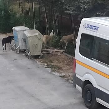 Bursa Büyükşehir Belediyesi Samanlı Başıboş Köpek Sorunsalı