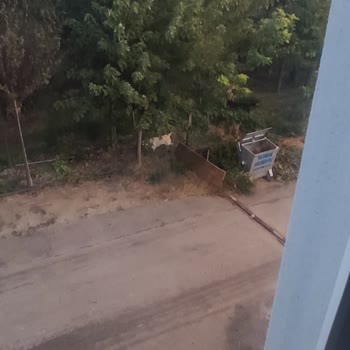 Bursa Büyükşehir Belediyesi Samanlı Başıboş Köpek Sorunsalı