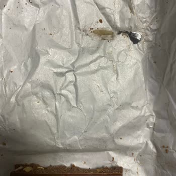 Migros'tan Aldığımız Çikolatadan Kurt Çıktı!