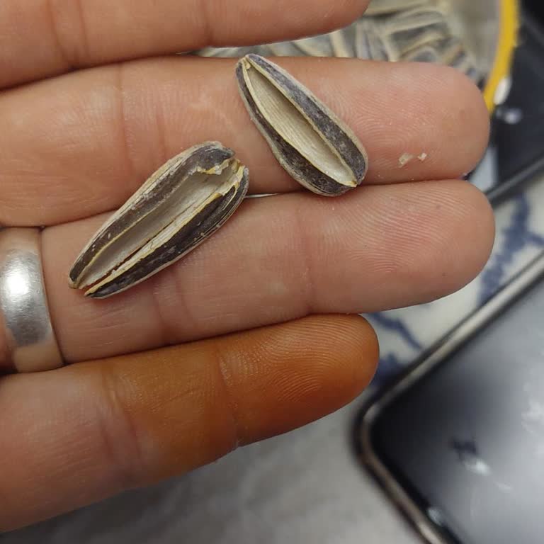 Makbul Güvercintepe Şubesi'nde Aldığım Çekirdekten Memnuniyetsizlik