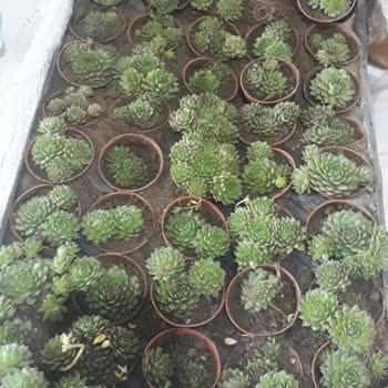 Kaktus_sukulent22 (Instagram) Yanlış Ürün Ve Kötü Hizmet Deneyimi