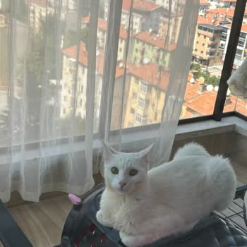 Maça Veteriner Kliniği İhmalkârlık Sonucu Kedimi Ölümüne Sebep Oldular...