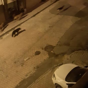 İstanbul Büyükşehir Belediyesi Köpekler Dışarı Çıkamıyoruz