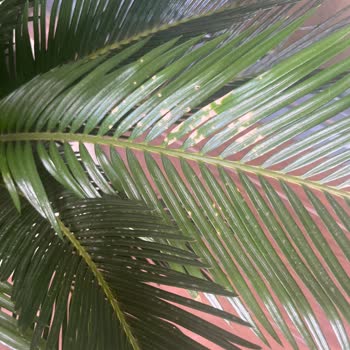 Bitkim.com Alınan Bitkinin Memnuniyetsizliği