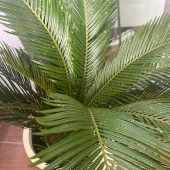 Bitkim.com Alınan Bitkinin Memnuniyetsizliği