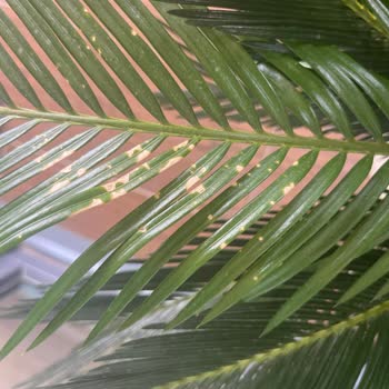 Bitkim.com Alınan Bitkinin Memnuniyetsizliği