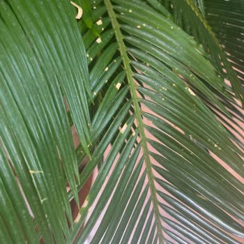 Bitkim.com Alınan Bitkinin Memnuniyetsizliği