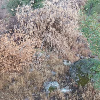 Gdz Elektrik Dağıtım Tarlada Ağaçlara Borulara Ve Kablolara Zarar Vermiştir