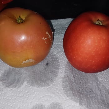 Migros'tan Aldığım Elmaların Üzerindeki Beyaz Tabaka Sorunu