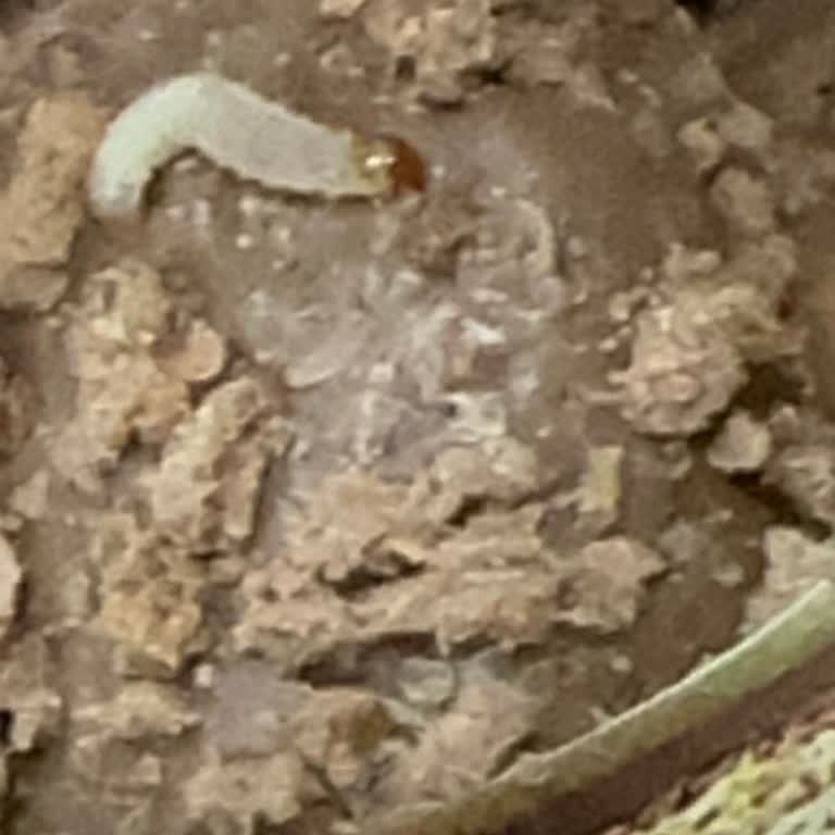 Ülker Albeni Ürünü Hakkında Solucan