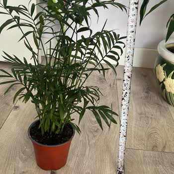 FidanBurada Farklı Boyutlarda Çiçek