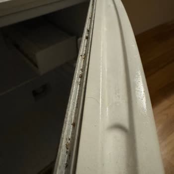 Nex Royal Beach Hotel Jolly Tur Ve Nex Royal Beach Beldibi Otel Şikayet