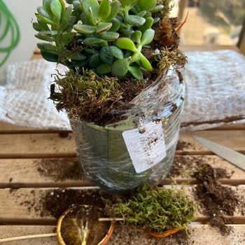 Her Yer Bitki Ürünü Hakkında