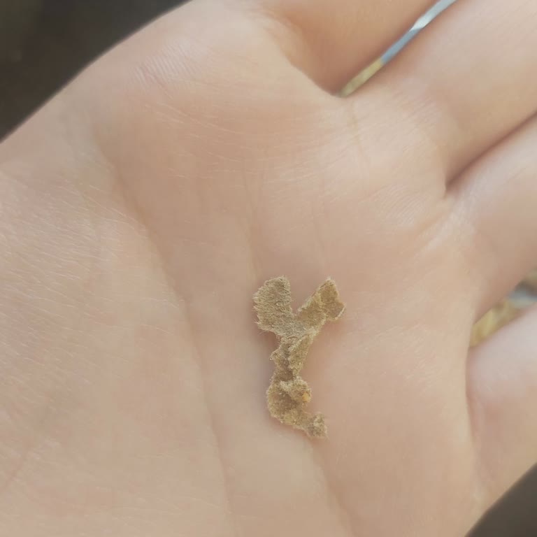 BİM Granola İçinden Çıkan Kağıt