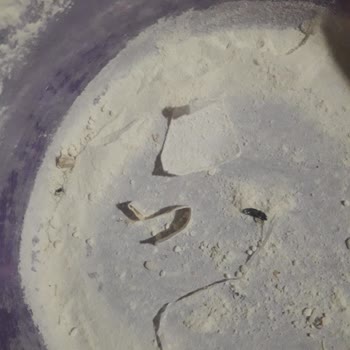 Kaleiçi Un Kalecik Undan Çıkanlar