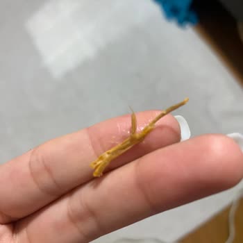 BİM Patito Cipsten Odun Çıktı Boğuluyordum