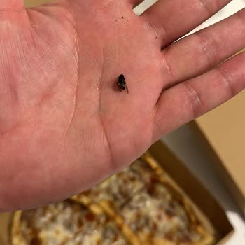 Mutlu Günler Fırını Sinekli Pide Sipariş