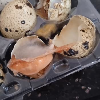 Şok Marketler Bozuk Ve Küflü Bıldırcın Yumurtası Sorunu