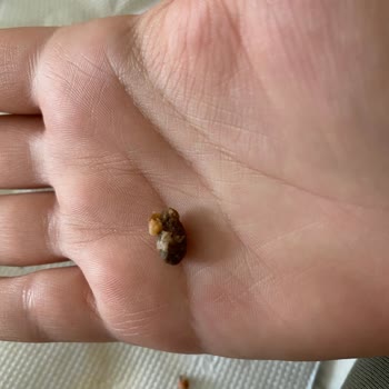 SuperFresh Pizza Tost İçinden Zeytin Çekirdeği Çıktı