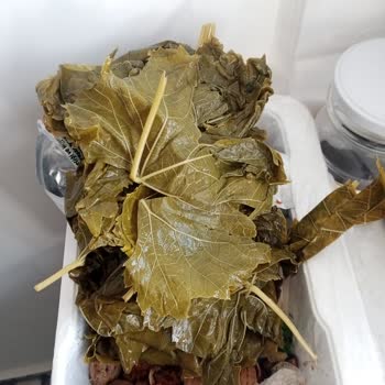 Migros Sera Salamura Asma Yaprağı Sorunu