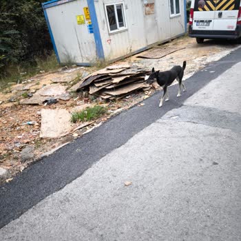 Kartal Belediyesi Kartal Belediye Atık Sorunu