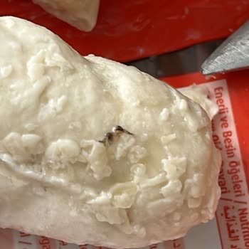 Superfresh. Markalı Börekte Böcek Cıktı