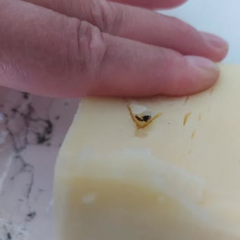 Sevim Ana Unlu Mamuller Sütlüce Taze Kaşar Peynirinden Çıkan Sivrisinek Şoku