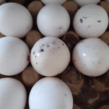 BİM'den Aldığım Yumurta Küflü Çıktı