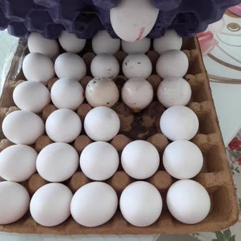 BİM'den Aldığım Yumurta Küflü Çıktı